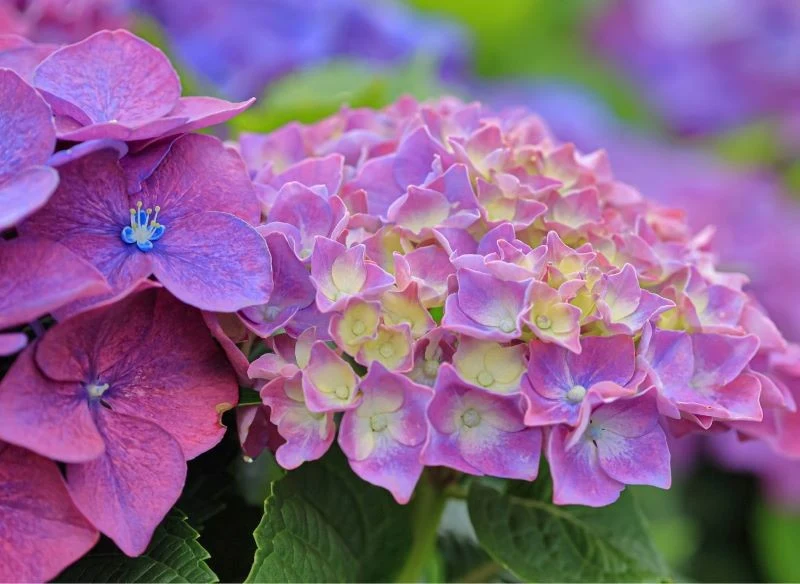 Zmiana koloru hortensji następuje w wyniku zmiany pH podłoża i zapewnienia roślinie warunków odpowiednich do sukcesywnego przebarwiania