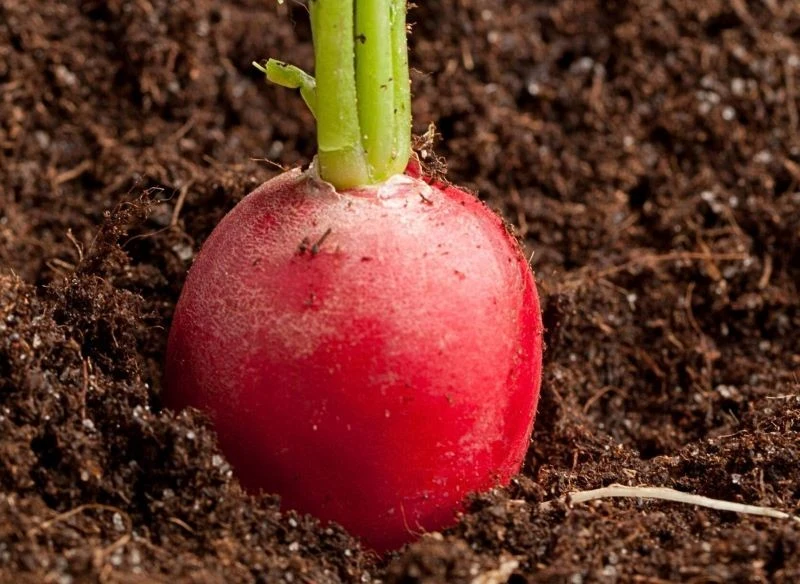 Dojrzała rzodkiewka nadaje się do spożycia w całości – świeżo oderwane i umyte liście można jeść nawet na surowo, podobnie jak dorodny, słodko-ostr...