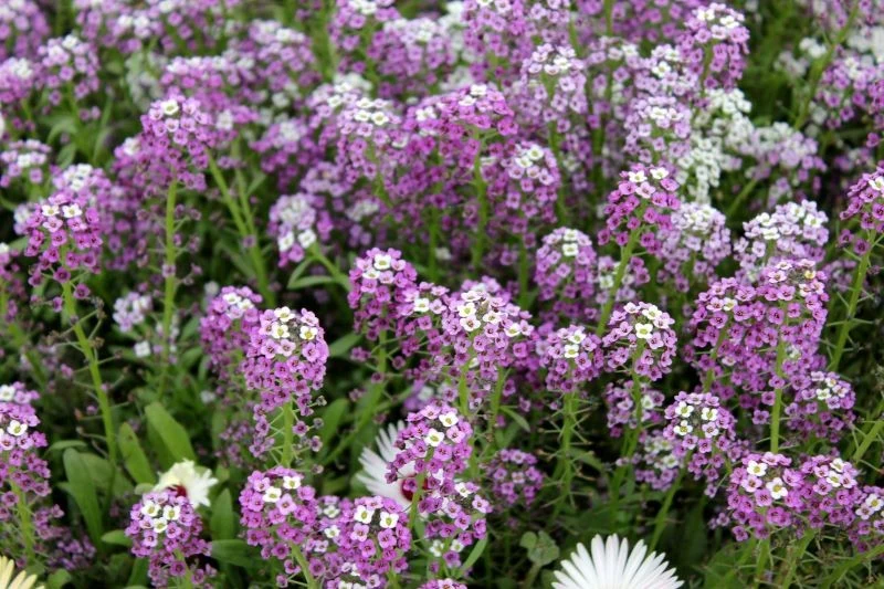 Smagliczka nadmorska uwodzi miodowym zapachem