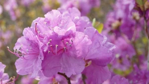 Najwcześniej kwitnący gatunek rododendrona. Różanecznik dahurski obsypuje się kwiatami już w lutym