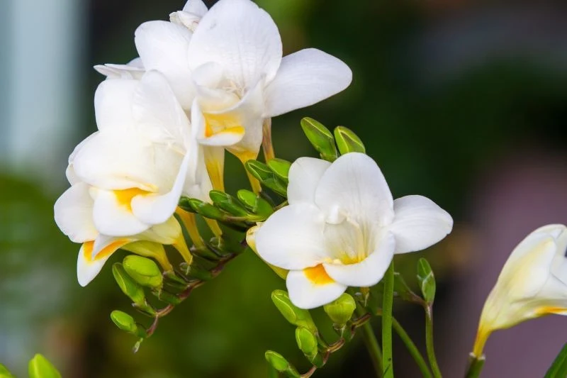 Frezja zapachem wynagrodzi trudy uprawy