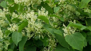 Rdestowiec ostrokończysty ładnie wygląda, ale nie wolno uprawiać go w ogrodzie.