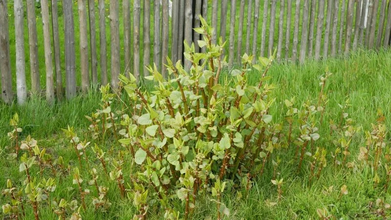 Widzisz, że rdestowiec ostrokończysty rośnie w ogrodzie