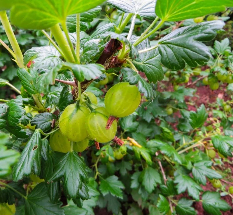 Cięcie agrestu jest podstawą jego pielęgnacji