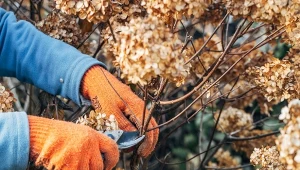 W jaki sposób przycinać hortensje po zimie, by nie uszkodzić krzewu i pobudzić go do kwitnienia?