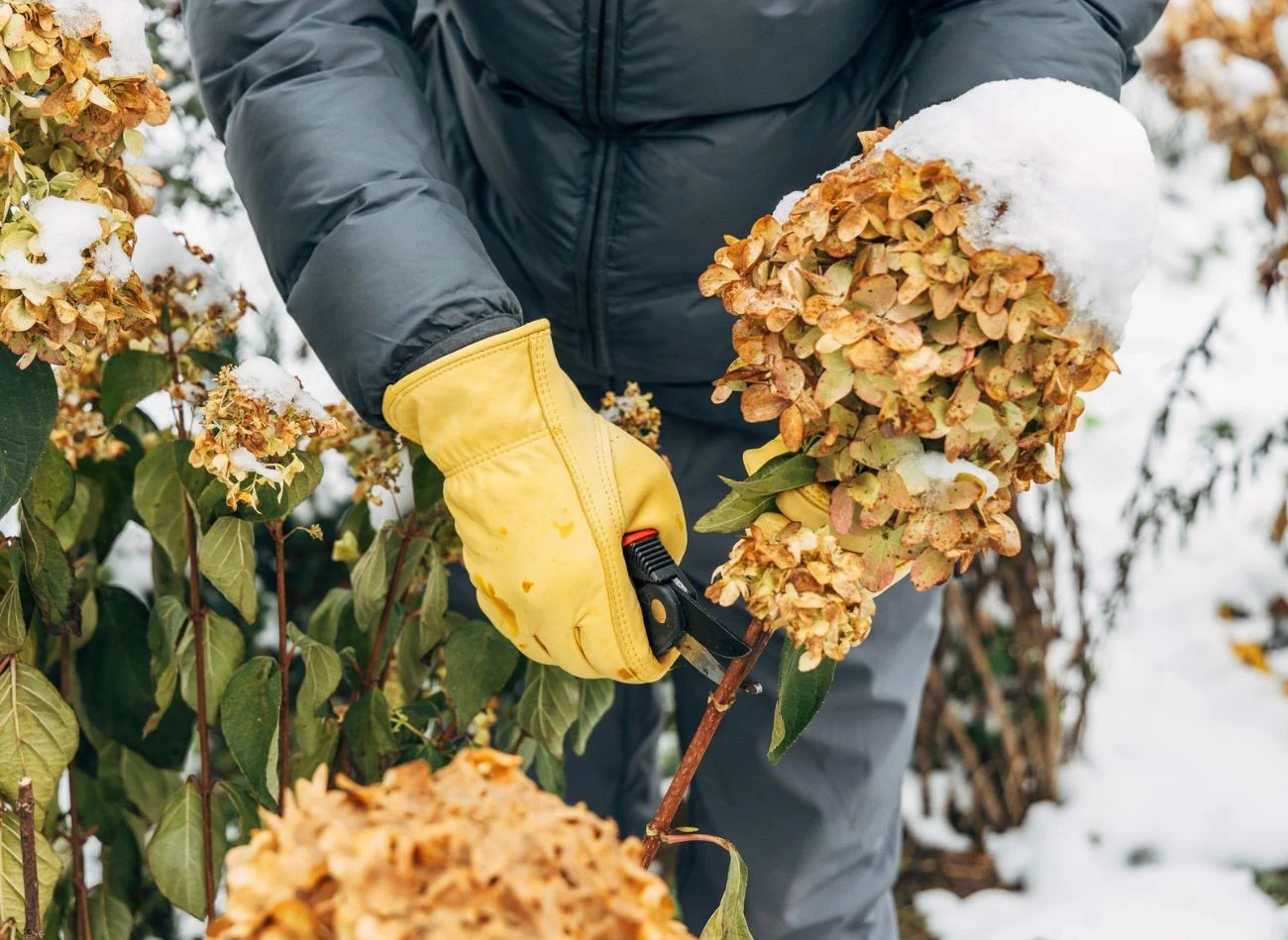 W przypadku hortensji dębolistnej i piłkowanej zaleca się usuwanie jedynie uschniętych kwiatostanów.