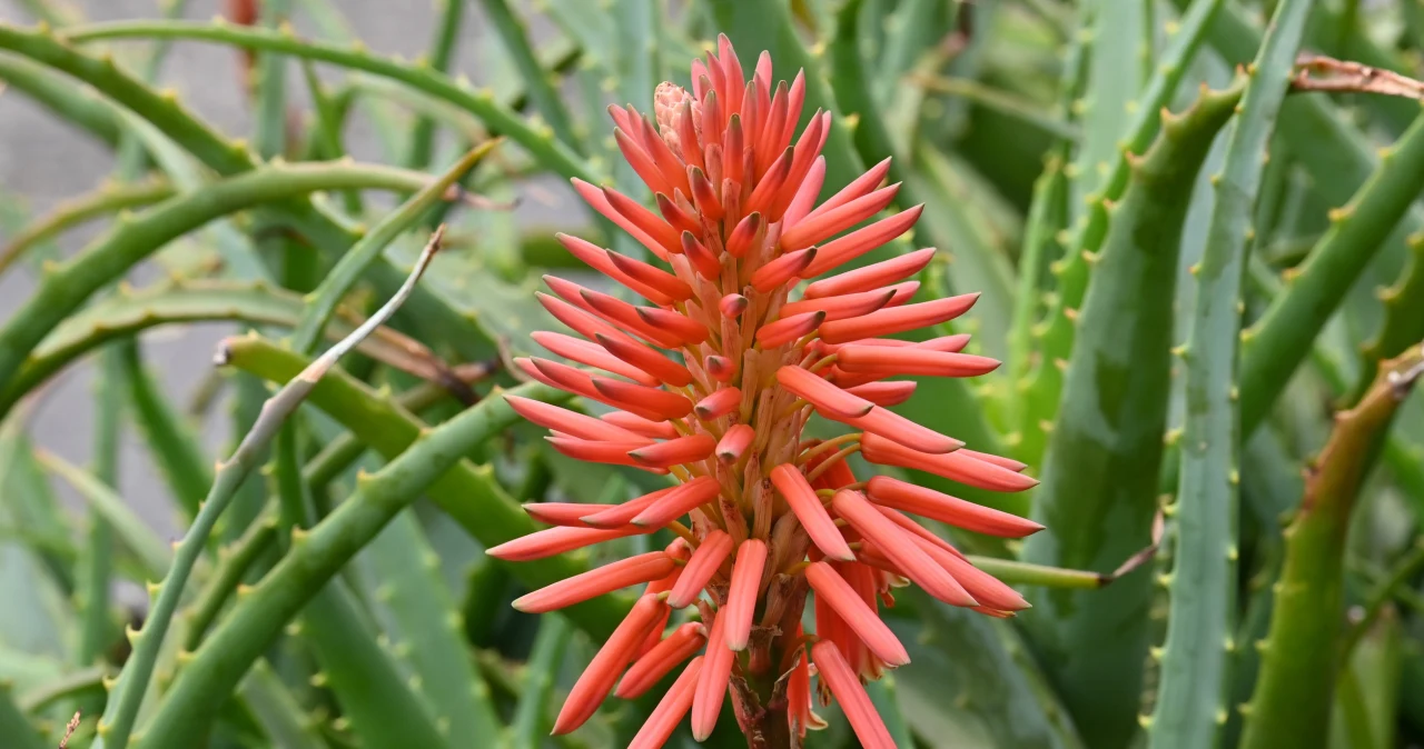 aloe for sunburn TermaBurn Aloe Wrap for Sunburn Relief -100% Pure Organic Aloe Remedy main image 0