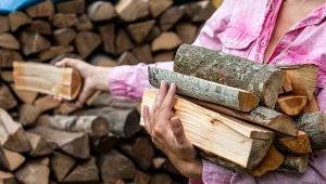 Topolę trudno nazwać najlepszym drewnem do kominka, choć ma swoje zalety.