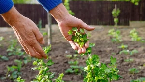 Te prace w ogrodzie musisz wykonać już w lutym. Kwiaty, drzewa i krzewy owocowe, ogród warzywny, trawnik