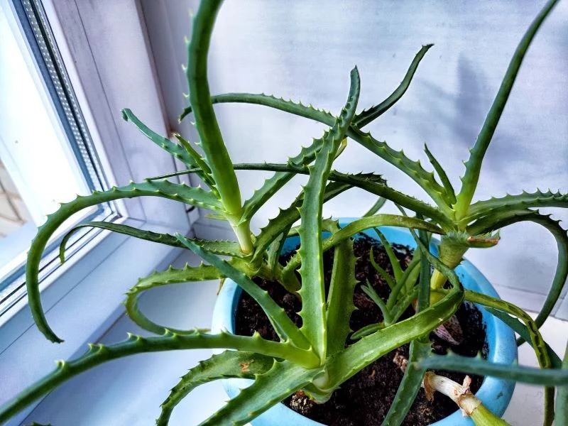Aloes może zakwitnąć, ale dopiero po kilku latach domowej uprawy