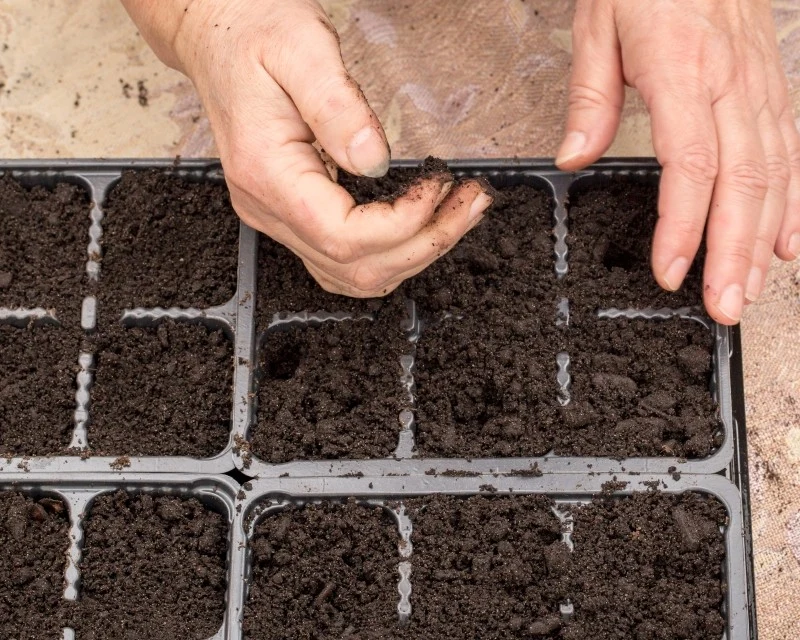 W lutym możemy wysiewać niektóre gatunki warzyw i kwiatów