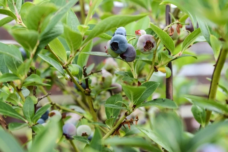 Przycinanie borówki amerykańskiej wpływa na jakość i wielkość owoców