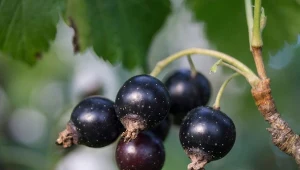 Ogrodnicy podpowiadają, jakie superodmiany czarnej porzeczki do ogrodu sprawdzą się najlepiej. Dają bajecznie smaczne owoce, a przy odpowiedniej pielęgnacji co roku jest ich tylko więcej.