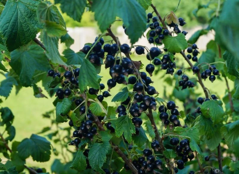 Obsypane owocami gałęzie porzeczki to efekt dobrze dobranej odmiany, stanowiska i umiejętnej, ale przy tym prostej pielęgnacji