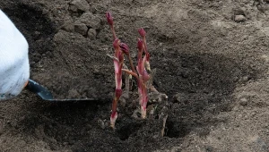 Kiedy sadzić piwonie na wiosnę. Czy zakwitną w pierwszym roku?