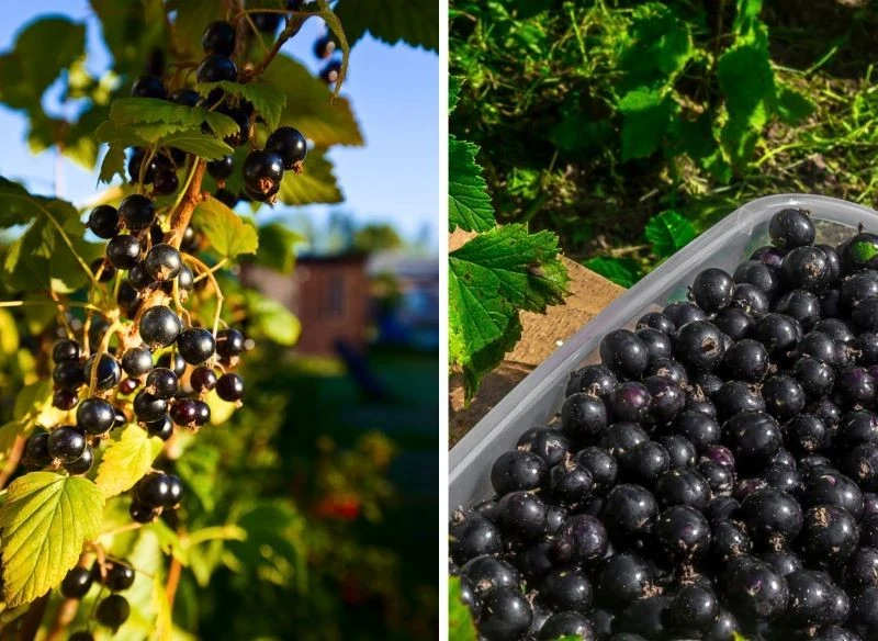 Kilka odmian porzeczki czarnej to ogrodowe pewniaki – owocują latami, rok po roku uginając się pod owocami