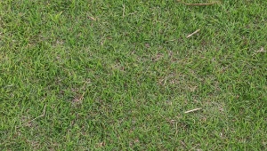 Wyjaśniamy, co daje wapnowanie trawnika i kiedy najlepiej je zrealizować.