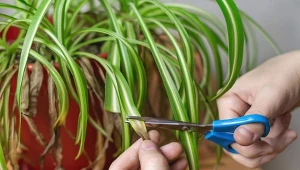 Dlaczego liście zielistki mają suche końcówki? Fot.alaanta/ 123RF.com