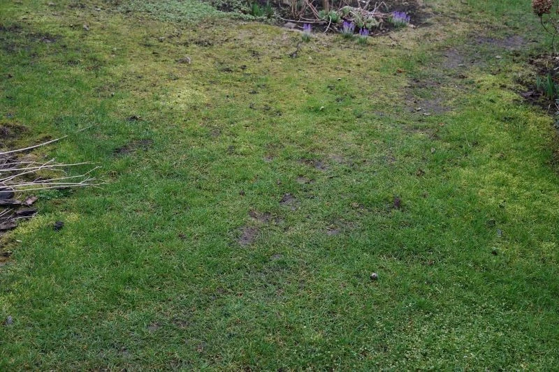 Wapnowanie trawnika na przedwiośniu pomoże w walce z mchem