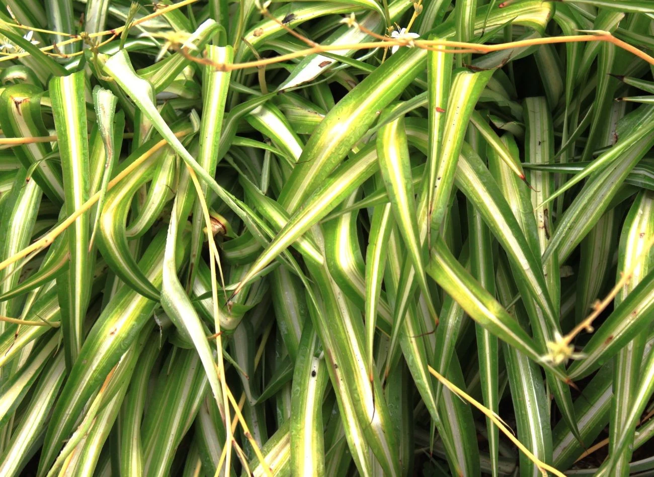 Kwiaty zielistki pojawiają się wiosną i latem.