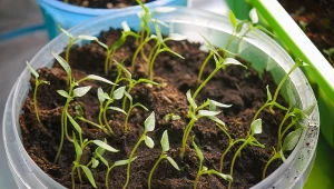 Jakie warzywa wysiać w lutym? Rozsada krok po kroku