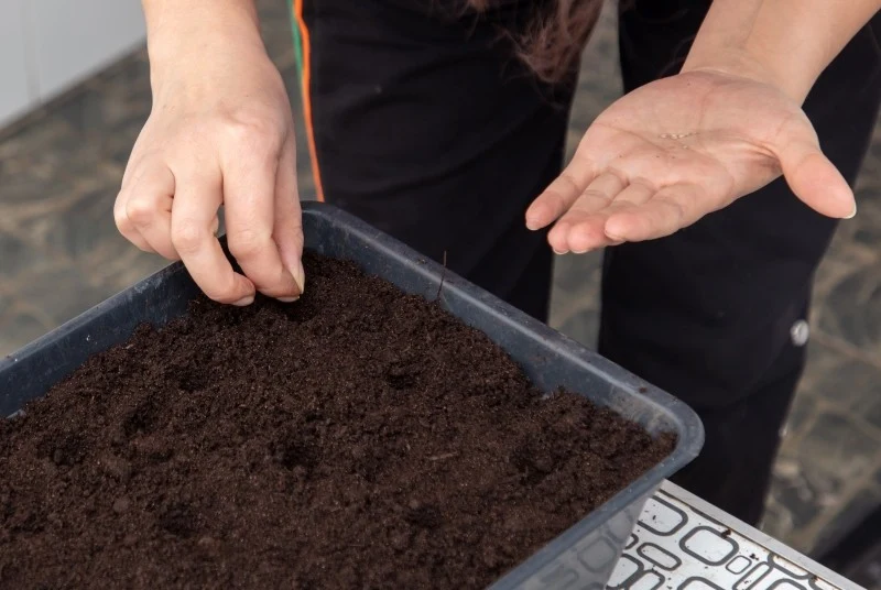 Aby nasiona wykiełkowały, powinny mieć odpowiednią temperaturę oraz stale lekko wilgotne podłoże