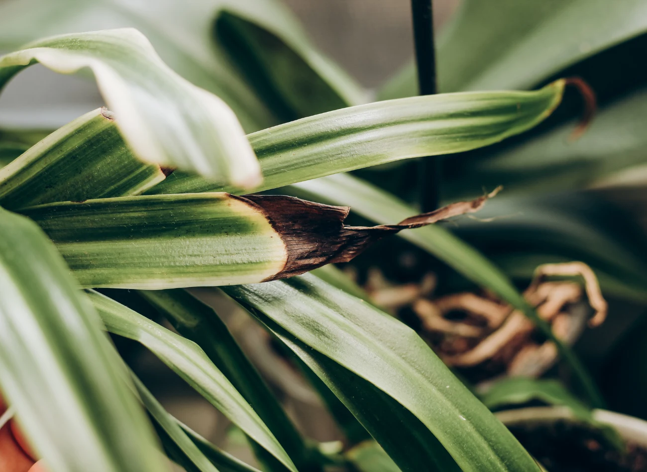 Zielistkę, zwłaszcza zimą, warto regularnie zraszać