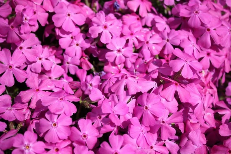 Floks szydlasty kwitnie wczesną wiosną