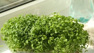 Uprawa kiełków w domu krok po kroku - zastosowanie, właściwości