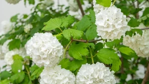 Kalina koralowa podczas kwitnienia przypomina hortensję.