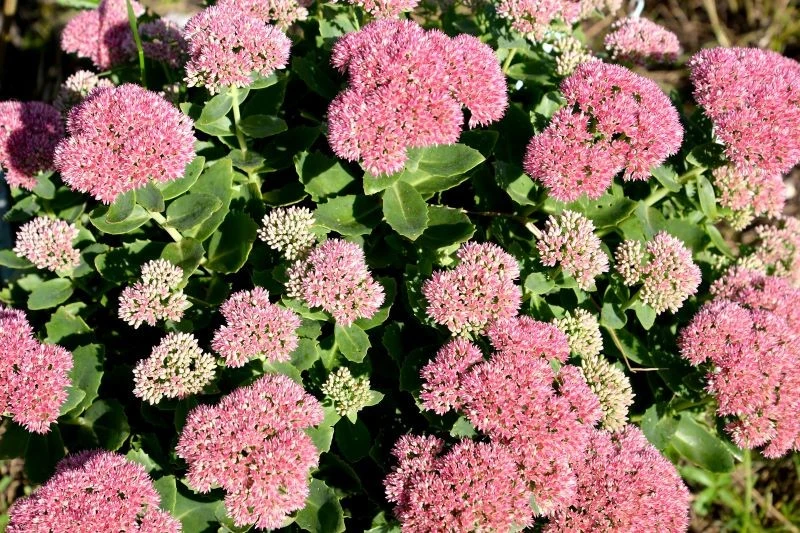 Rozchodnik okazały jest wytrzymały i niewymagający