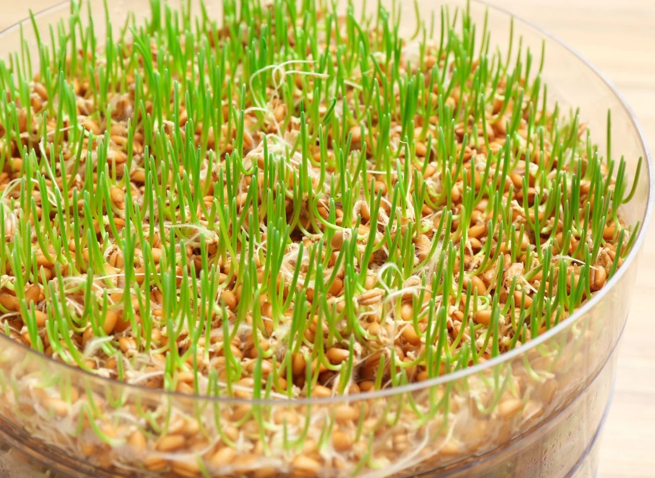 Jedną z najpopularniejszych metod uprawy kiełków, jest wysiewanie nasion w kiełkownicy.