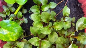 Rukiew wodna to prawdziwa bomba witaminowa, którą z powodzeniem można uprawiać w domu.