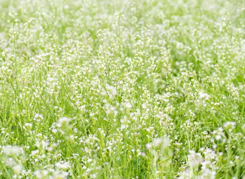 Jadalne są także liście, pędy i kwiaty rzodkwi wężowej