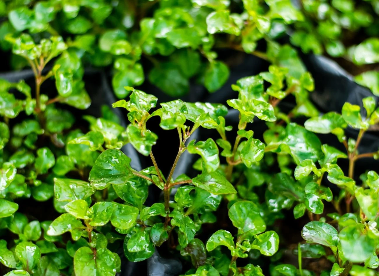 Rukiew wodna można uprawiać w domu przez cały rok. Ważne, by się dobrze do tego przygotować.