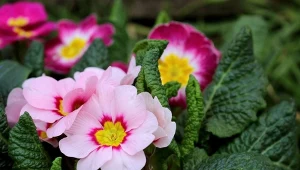 Prymulki muszą mieć zapewniony stały dostęp do światła, wtedy kwitną okazale. Fot. avoferten 123RF.com