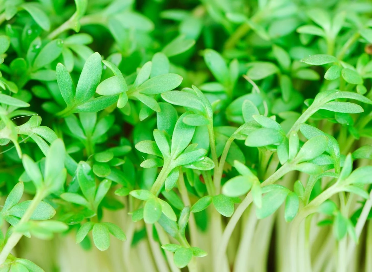 Zbyt gęstorosnące liście rukwi mogą blokować dostęp do światła.