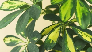 Dlaczego szeflera gubi liście? Oto najczęstsze błędy w pielęgnacji