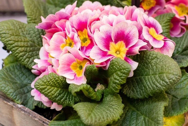 Przed kupieniem prymulek, dobrze obejrzyj liście i pąki rośliny