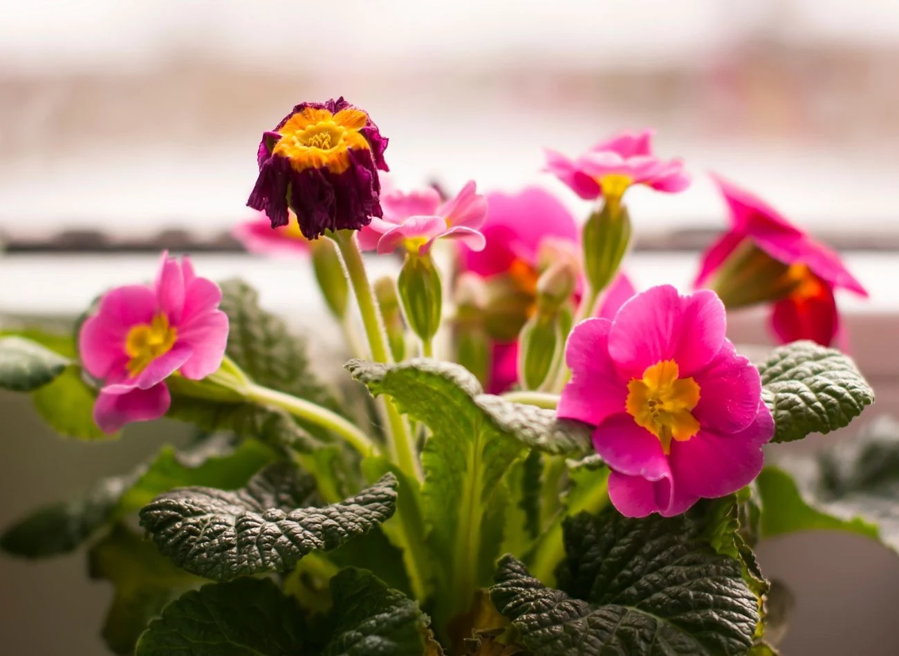 Regularne usuwanie przekwitłych kwiatów prymulek sprawi, że roślina będzie dłużej kwitła