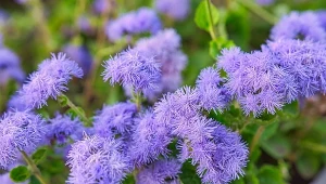 Sprawdź, jakie kwiaty wysiać w lutym, aby cieszyć się ich pięknem w sezonie.