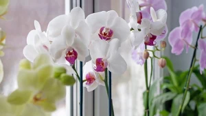 Jak pobudzić storczyki do kwitnienia?