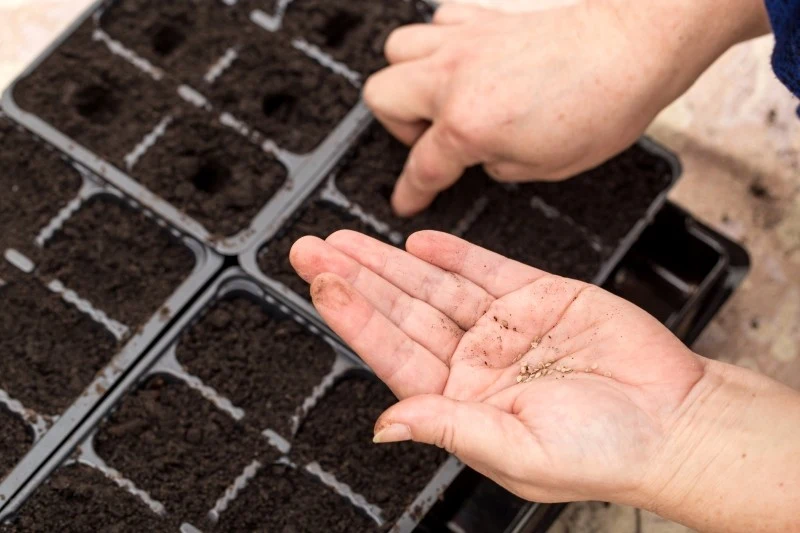 Nasiona kwiatów wysiewa się do żyznego i przepuszczalnego podłoża