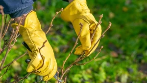 Jak przyciąć porzeczkę czarną w lutym? Niezawodny sposób na lepsze plonowanie