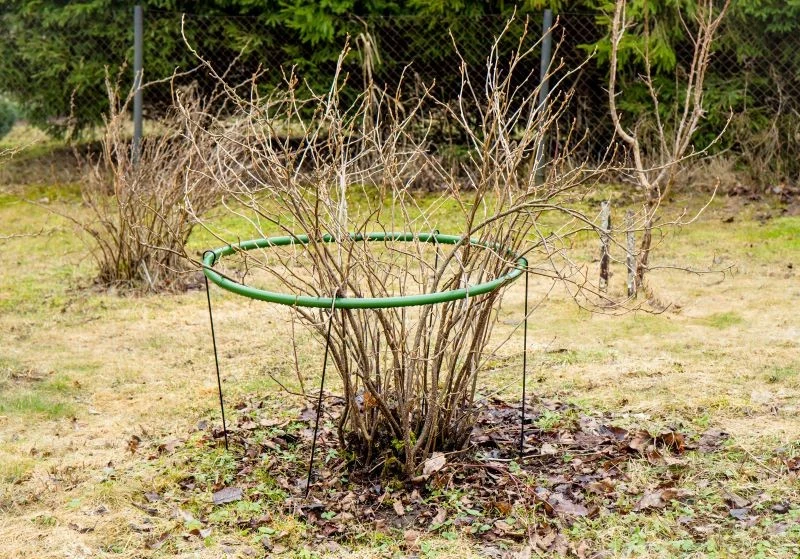 Porzeczkę czarną przycinamy, zanim rozpocznie wegetację