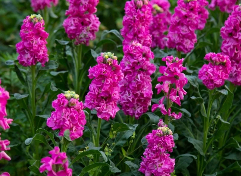 Wysiew lewkonii letniej możemy rozpocząć już w lutym