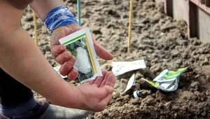 Jak długo nasiona zachowują zdolność do kiełkowania?