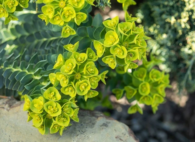 Wilczomlecz mirtowaty jest odporny na suszę, gdyż ma zdolność do gromadzenia wody w pędach