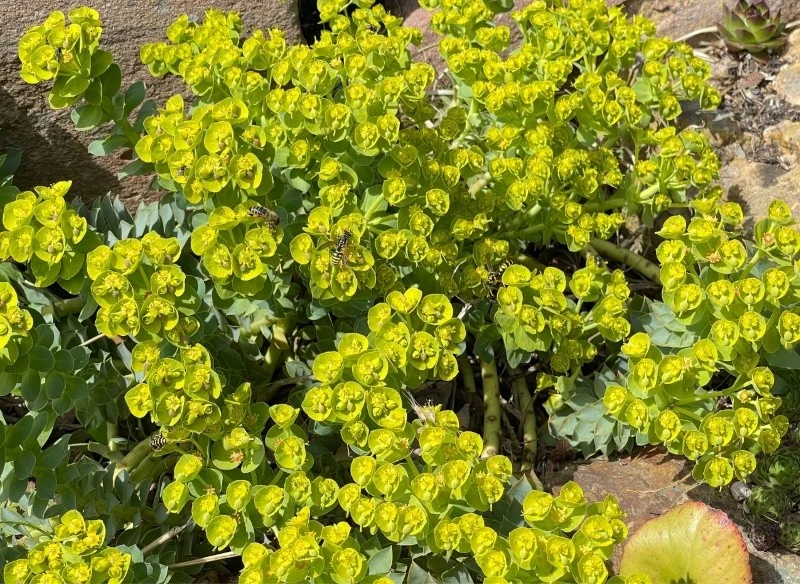 Wilczomlecz mirtowaty świetnie sprawdzi się na skalniakach i w ogrodach żwirowych
