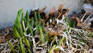 Kiedy dzielić hosty? Najlepiej w chwili, gdy zaczną wyrastać z gleby.